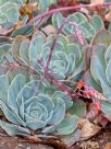 Echeveria Imbricata