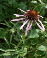 Echinacea pallida