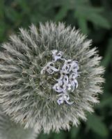 Echinops bannaticus