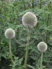 Echinops bannaticus