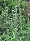 Echinops bannaticus