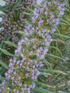 Echium pininana