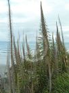 Echium pininana