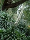 Echium simplex