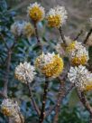 Edgeworthia chrysantha