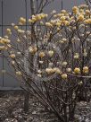 Edgeworthia chrysantha