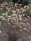 Edgeworthia chrysantha