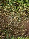 Edgeworthia chrysantha