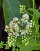 Ehretia acuminata