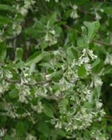 Elaeagnus umbellata