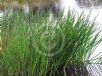 Eleocharis sphacelata