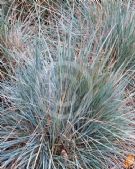 Elymus magellanicus