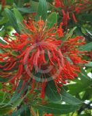 Embothrium coccineum