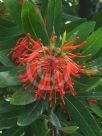 Embothrium coccineum