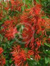 Embothrium coccineum