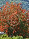 Embothrium coccineum