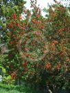 Embothrium coccineum