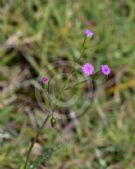 Emilia sonchifolia