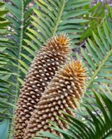 Encephalartos altensteinii