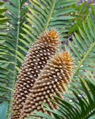 Encephalartos altensteinii