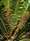 Encephalartos altensteinii