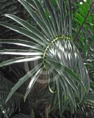 Encephalartos gratus