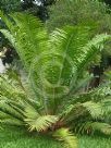 Encephalartos kisambo