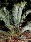 Encephalartos lehmannii