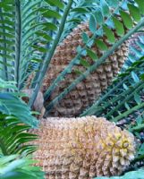 Encephalartos natalensis