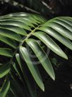 Encephalartos natalensis