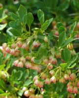 Enkianthus campanulatus