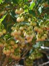 Enkianthus campanulatus