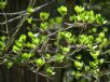 Enkianthus campanulatus