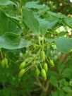 Enkianthus campanulatus