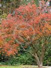 Enkianthus campanulatus