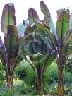 Ensete ventricosum Maurelii