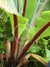 Ensete ventricosum