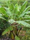 Ensete ventricosum