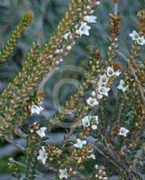 Epacris breviflora