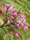 Epacris impressa