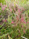 Epacris impressa