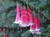 Epacris longiflora