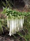 Epacris longiflora