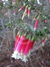 Epacris longiflora