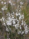 Epacris microphylla