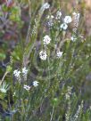 Epacris microphylla