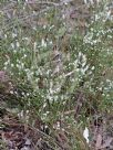 Epacris microphylla