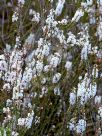 Epacris microphylla