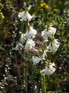 Epacris obtusifolia