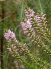 Epacris pulchella